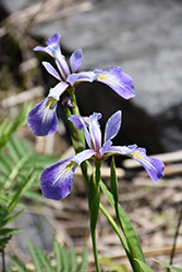 Blue Flag Iris (Iris versicolor) at Holland Nurseries
