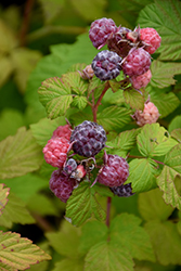 Jewel Black Raspberry (Rubus occidentalis 'Jewel') at Holland Nurseries