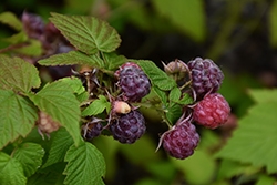 Jewel Black Raspberry (Rubus occidentalis 'Jewel') at Holland Nurseries