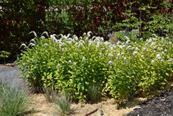 Gooseneck Loosestrife (Lysimachia clethroides) at Holland Nurseries