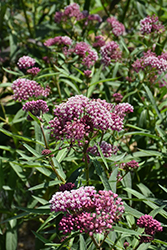 Cinderella Milkweed (Asclepias incarnata 'Cinderella') at Holland Nurseries