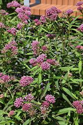 Cinderella Milkweed (Asclepias incarnata 'Cinderella') at Holland Nurseries