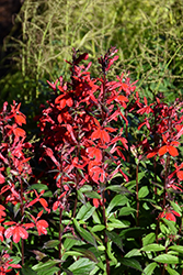Starship Scarlet Lobelia (Lobelia 'Starship Scarlet') at Holland Nurseries