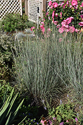 Blue Heaven Bluestem (Schizachyrium scoparium 'Blue Heaven') at Holland Nurseries