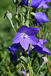Fuji Blue Balloon Flower (Platycodon grandiflorus 'Fuji Blue') at Holland Nurseries