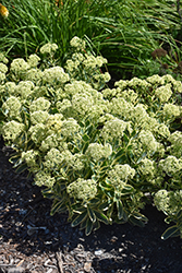 Frosted Fire Stonecrop (Sedum 'Frosted Fire') at Holland Nurseries