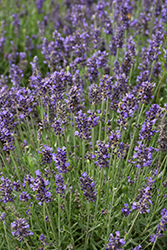 Blue Spear Lavender (Lavandula angustifolia 'PAS1213794') at Holland Nurseries
