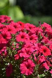 Supertunia Vista Paradise Petunia (Petunia 'BBTUN98901') at Holland Nurseries