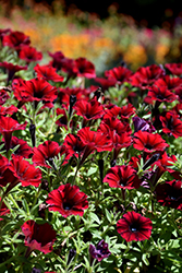 Supertunia Black Cherry Petunia (Petunia 'USTUN3003') at Holland Nurseries