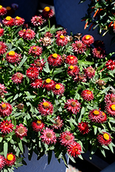 Mohave Dark Red Strawflower (Bracteantha bracteata 'KLEBB16011') at Holland Nurseries