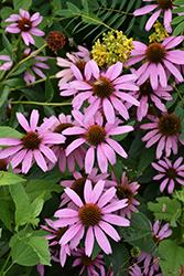 Purple Coneflower (Echinacea purpurea) at Holland Nurseries