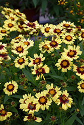 UpTick Yellow and Red Tickseed (Coreopsis 'Baluptowed') at Holland Nurseries