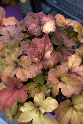 Pumpkin Spice Foamy Bells (Heucherella 'Pumpkin Spice') at Holland Nurseries