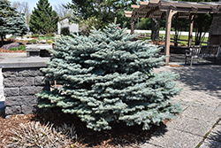 Globe Blue Spruce (Picea pungens 'Globosa') at Holland Nurseries