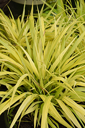 All Gold Hakone Grass (Hakonechloa macra 'All Gold') at Holland Nurseries