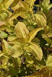 Firefly Diervilla (Diervilla 'Bokofire') at Holland Nurseries