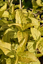 Firefly Diervilla (Diervilla 'Bokofire') at Holland Nurseries