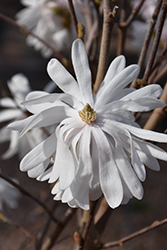 Centennial Blush Magnolia (Magnolia stellata 'Centennial Blush') at Holland Nurseries