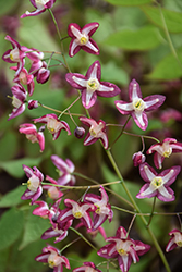Bishop's Hat (Epimedium x rubrum) at Holland Nurseries