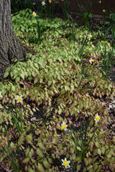Bishop's Hat (Epimedium x rubrum) at Holland Nurseries
