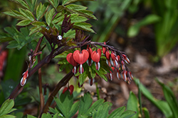 Valentine Bleeding Heart (Dicentra spectabilis 'Hordival') at Holland Nurseries
