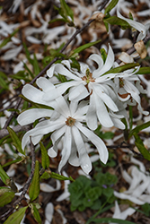 Centennial Blush Magnolia (Magnolia stellata 'Centennial Blush') at Holland Nurseries