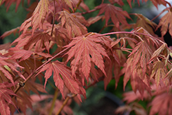 North Wind Japanese Maple (Acer 'IsINW') at Holland Nurseries