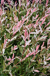 Tricolor Willow (Salix integra 'Hakuro Nishiki') at Holland Nurseries