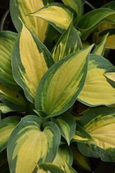 Orange Marmalade Ball Hosta (Hosta 'Orange Marmalade') at Holland Nurseries