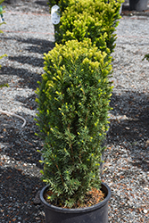 Nova Japanese Yew (Taxus cuspidata 'Nova') at Holland Nurseries