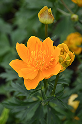 Golden Queen Globeflower (Trollius chinensis 'Golden Queen') at Holland Nurseries
