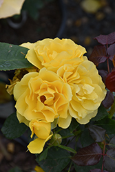 Midas Touch Rose (Rosa 'Midas Touch') at Holland Nurseries