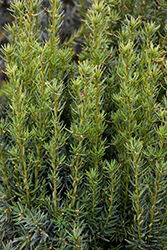 Nova Japanese Yew (Taxus cuspidata 'Nova') at Holland Nurseries