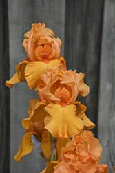 Savannah Sunset Iris (Iris 'Savannah Sunset') at Holland Nurseries