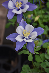 Songbird Blue Bird Columbine (Aquilegia 'Blue Bird') at Holland Nurseries