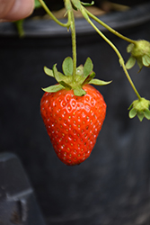 Eversweet Strawberry (Fragaria 'Eversweet') at Holland Nurseries