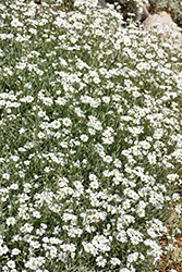 Snow-In-Summer (Cerastium tomentosum) at Holland Nurseries
