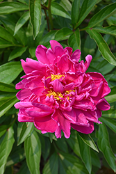 Karl Rosenfield Peony (Paeonia 'Karl Rosenfield') at Holland Nurseries