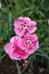 Sweetness Pinks (Dianthus plumarius 'Sweetness') at Holland Nurseries