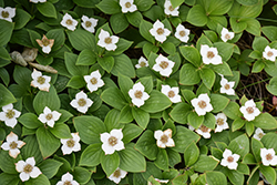 Bunchberry (Cornus canadensis) at Holland Nurseries