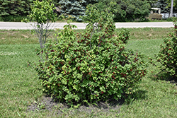 Red Lake Red Currant (Ribes rubrum 'Red Lake') at Holland Nurseries