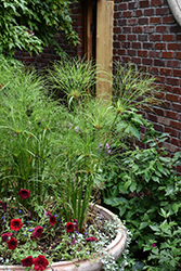 Prince Tut Egyptian Papyrus (Cyperus 'Prince Tut') at Holland Nurseries