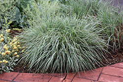 Standing Ovation Bluestem (Schizachyrium scoparium 'Standing Ovation') at Holland Nurseries