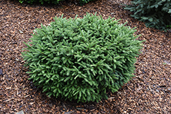 Pumila Norway Spruce (Picea abies 'Pumila') at Holland Nurseries