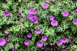 Tiny Monster Cranesbill (Geranium 'Tiny Monster') at Holland Nurseries