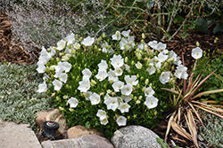 Rapido White Bellflower (Campanula carpatica 'Rapido White') at Holland Nurseries