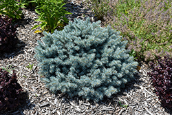 St. Mary's Broom Creeping Blue Spruce (Picea pungens 'St. Mary's Broom') at Holland Nurseries
