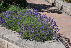 Munstead Lavender (Lavandula angustifolia 'Munstead') at Holland Nurseries