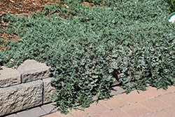 Blue Rug Juniper (Juniperus horizontalis 'Wiltonii') at Holland Nurseries