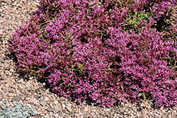 Dragon's Blood Stonecrop (Sedum spurium) at Holland Nurseries